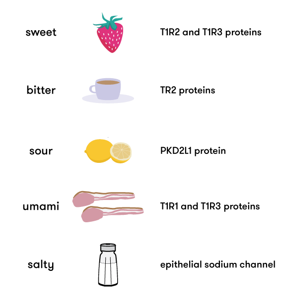 Pictures of foods that represent each of the five tastes alongside a list of the specific taste receptors