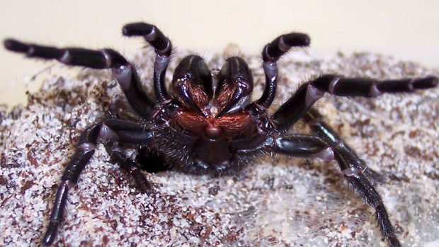 A rearing funnel web spider.