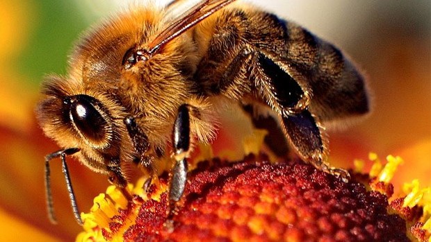 Close-up of a bee on a flower.