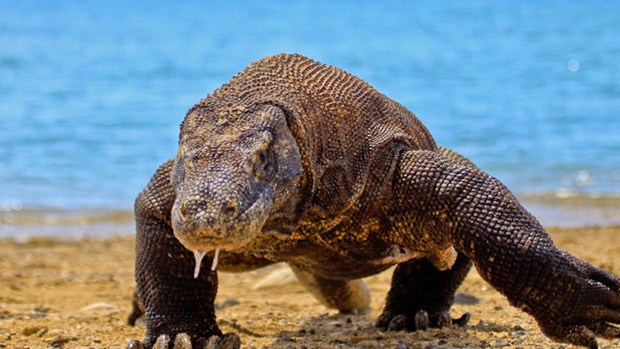 A drooling komodo dragon walking on the beach.