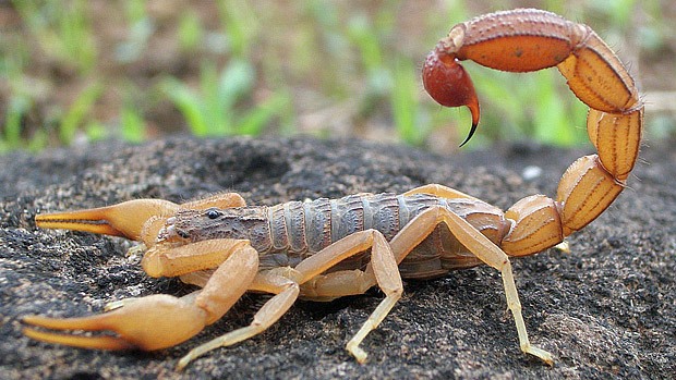 A scorpion with tail raised.