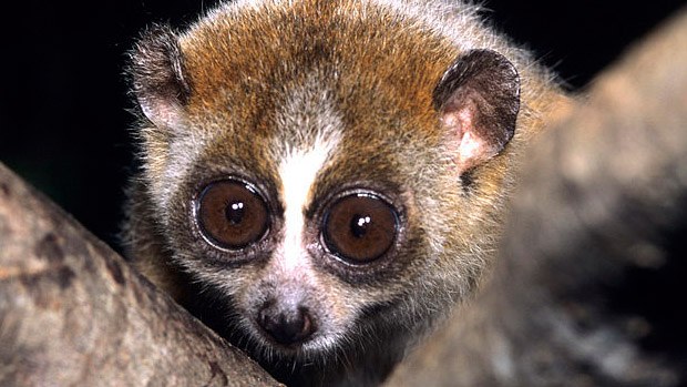 A slow loris.