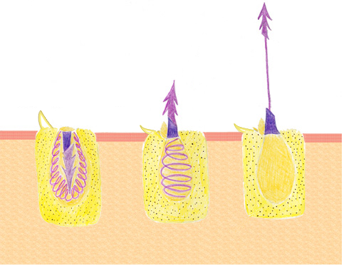 Diagram showing the firing sequence of jellyfish sting cells