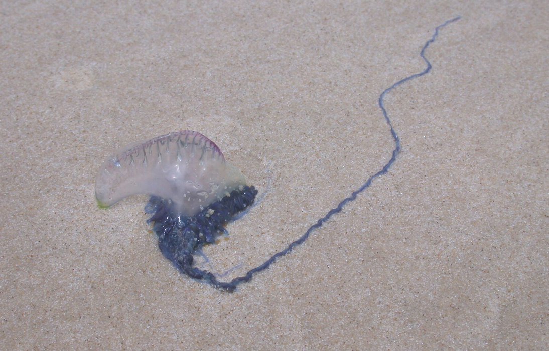 Bluebottle washed up on a beach