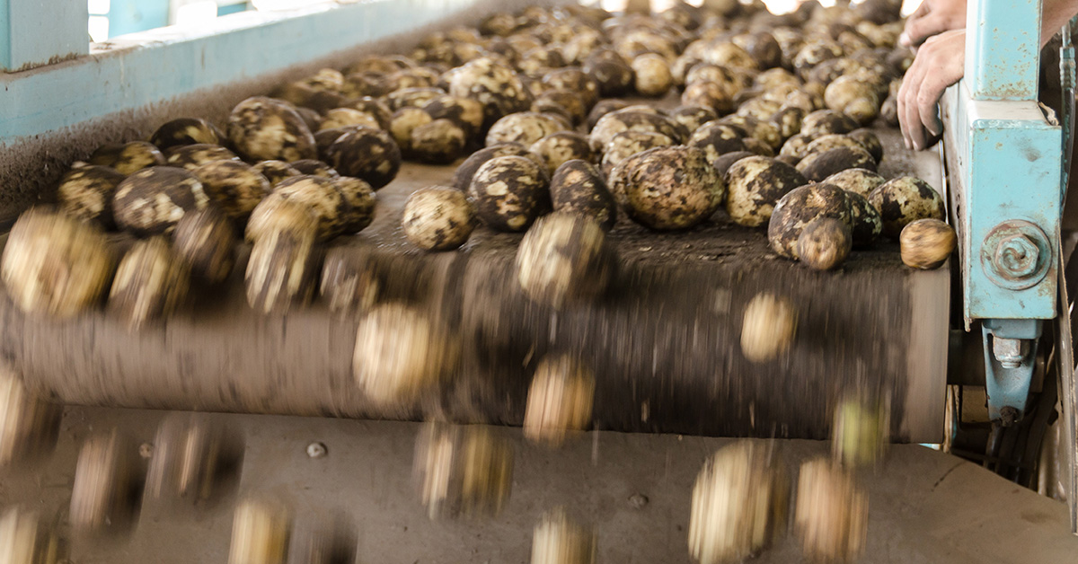  Potatoes on a conveyor belt.