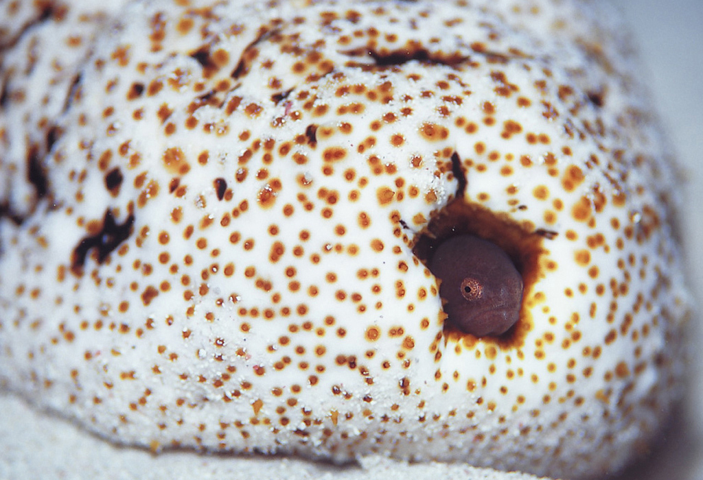 A small fish (a pearlfish) peers out of a round, spotted sea cucumber.