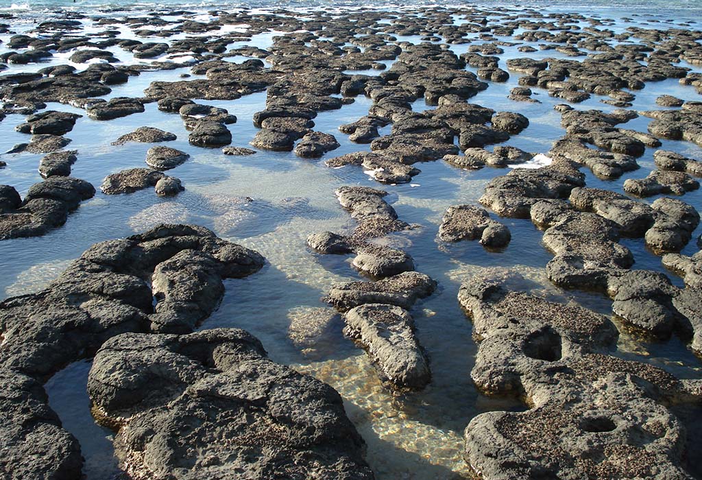 Stromatolites in Hamelin Pool, Shark Bay