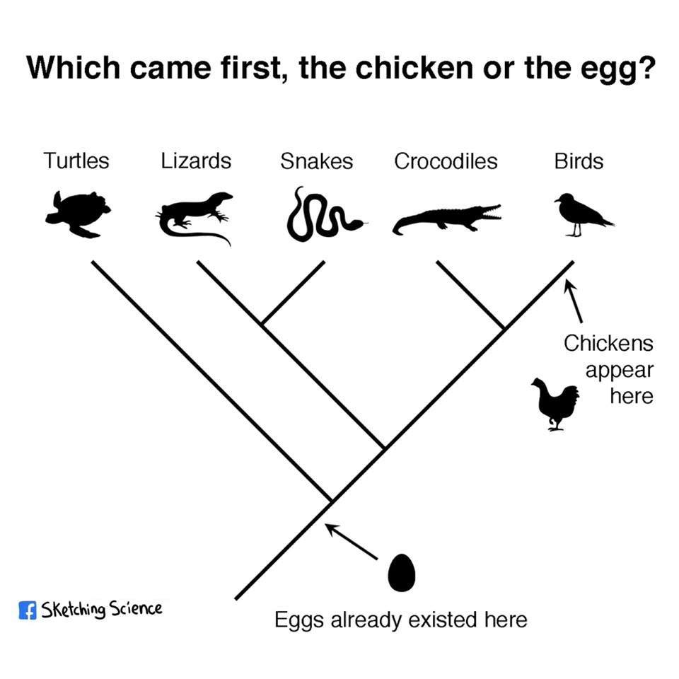 sketchingscience-chicken-or-egg-evolution.jpg