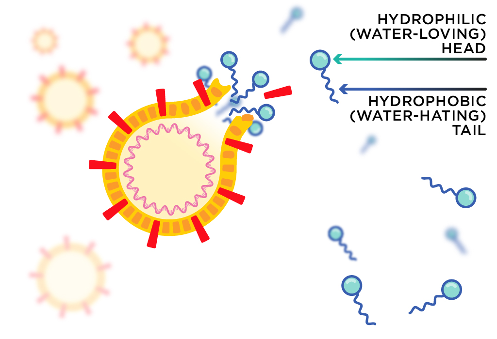 Soap molecules tearing apart the coronavirus lipid membrane. صورة توضح تكسير جزيئات الصابون لفيروس كورونا المُستجد