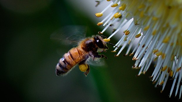 A bee pollinating a plant