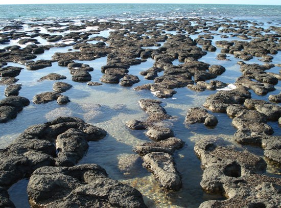 Stromatolites in Hamelin Pool, Western Australia