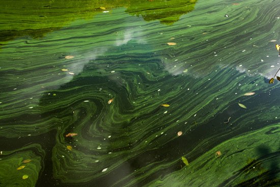 The streaky artwork of blue-green algae (cyanobacteria)