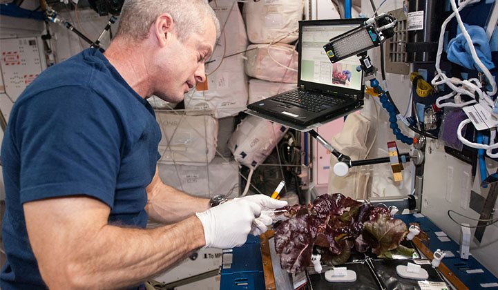 An astronaut harvests lettuce grown on the International Space Station