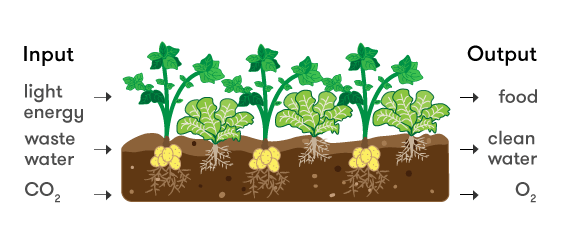 A diagram showing how plants cycle water, carbon dioxide, and energy.