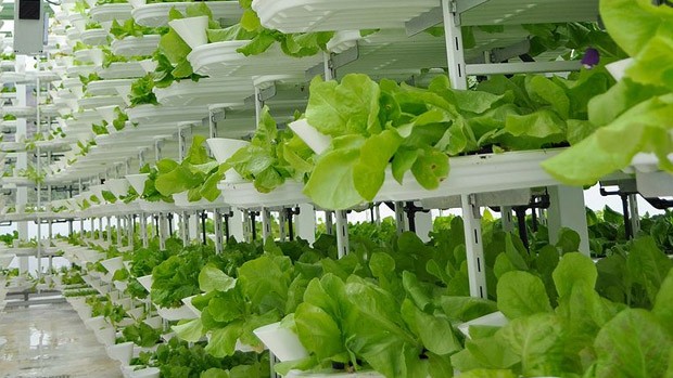 Lettuces growing in vertically stacked trays.