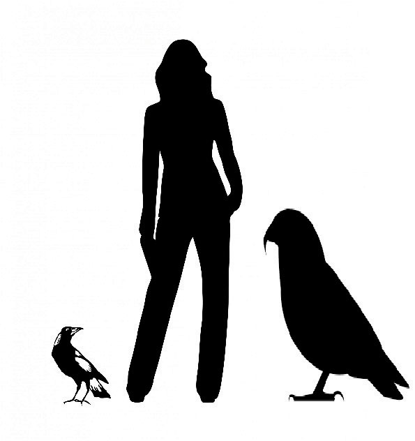 A size comparison between an Australian magpie, a human of average height and the giant Heracles parrot.