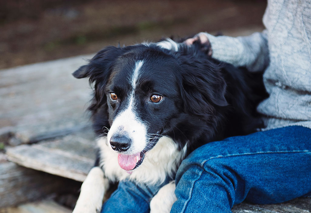 A border collie dog