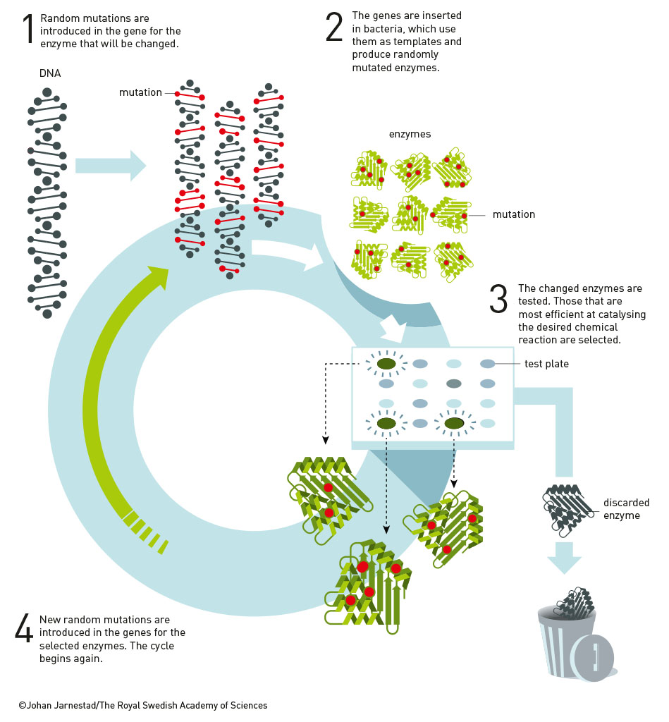 Illustrative diagram for enzyme engineering