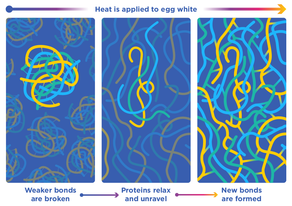 Diagram of egg proteins looking like colourful spaghetti