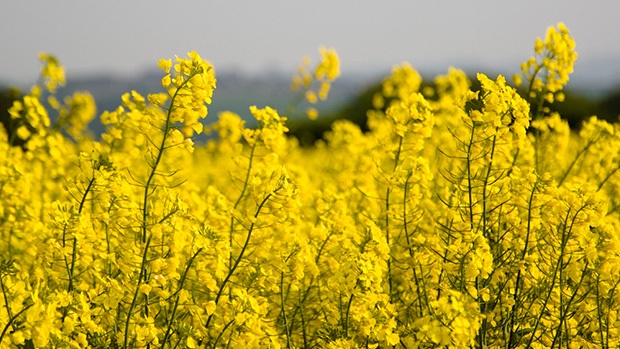 Canola fields