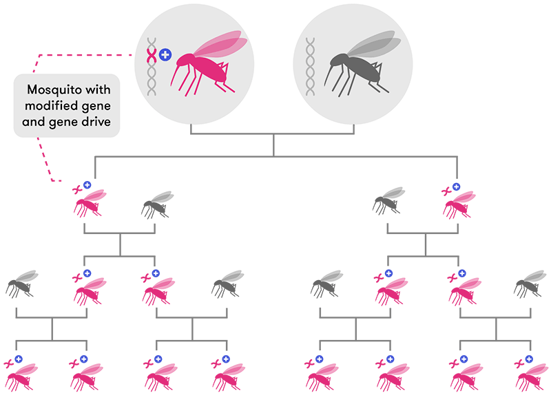 A diagram showing the inheritance pattern of a modified gene via gene drive inheritance. Offspring have a roughly 100% chance of inheriting the modified gene if one parent has it. So if a mosquito with a modified gene breeds with a wild mosquito and each generation has two offspring, all of the eight great-great-grandchildren will have the modified gene.