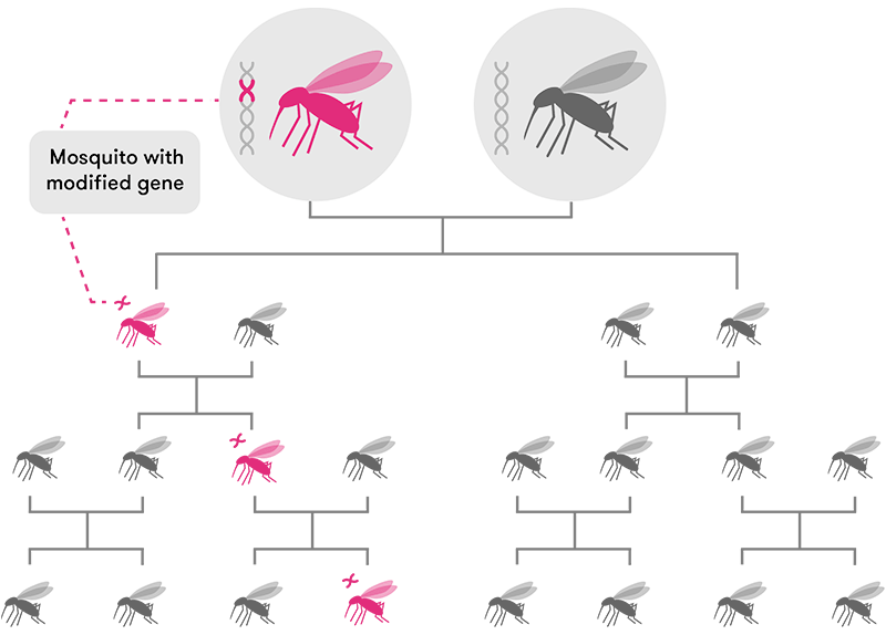 A diagram showing the inheritance pattern of a modified gene via standard inheritance. Offspring have a roughly 50% chance of inheriting the modified gene if one parent has it. So if a mosquito with a modified gene breeds with a wild mosquito and each generation has two offspring, one out of the eight great-great-grandchildren will have the modified gene.