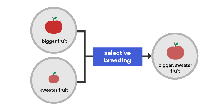 Simple diagram showing how breeding plants with bigger fruit with plants with sweeter fruit produces plants with bigger, sweeter fruit