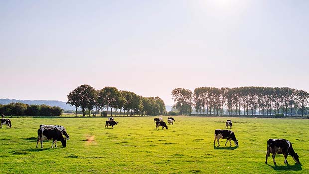 Cows grazing in a field.