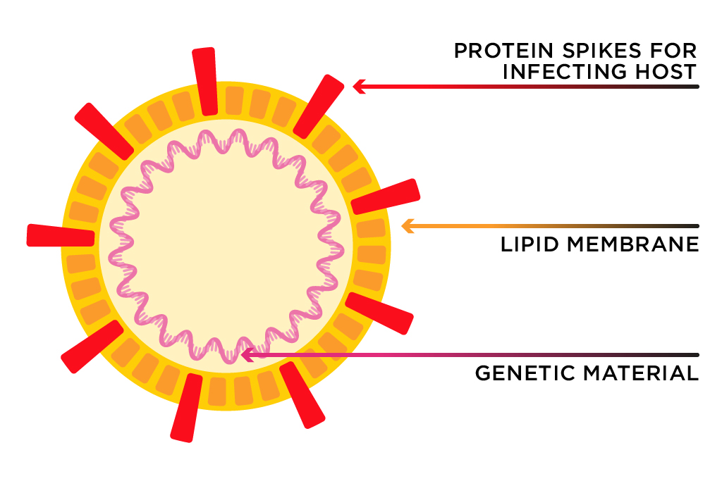 Simplified coronavirus structure showing lipid membrane embedded with protein spikes for infecting the host. The membrane encloses the virus genetic material.
