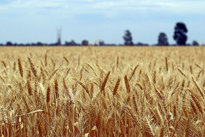 Wheat field.