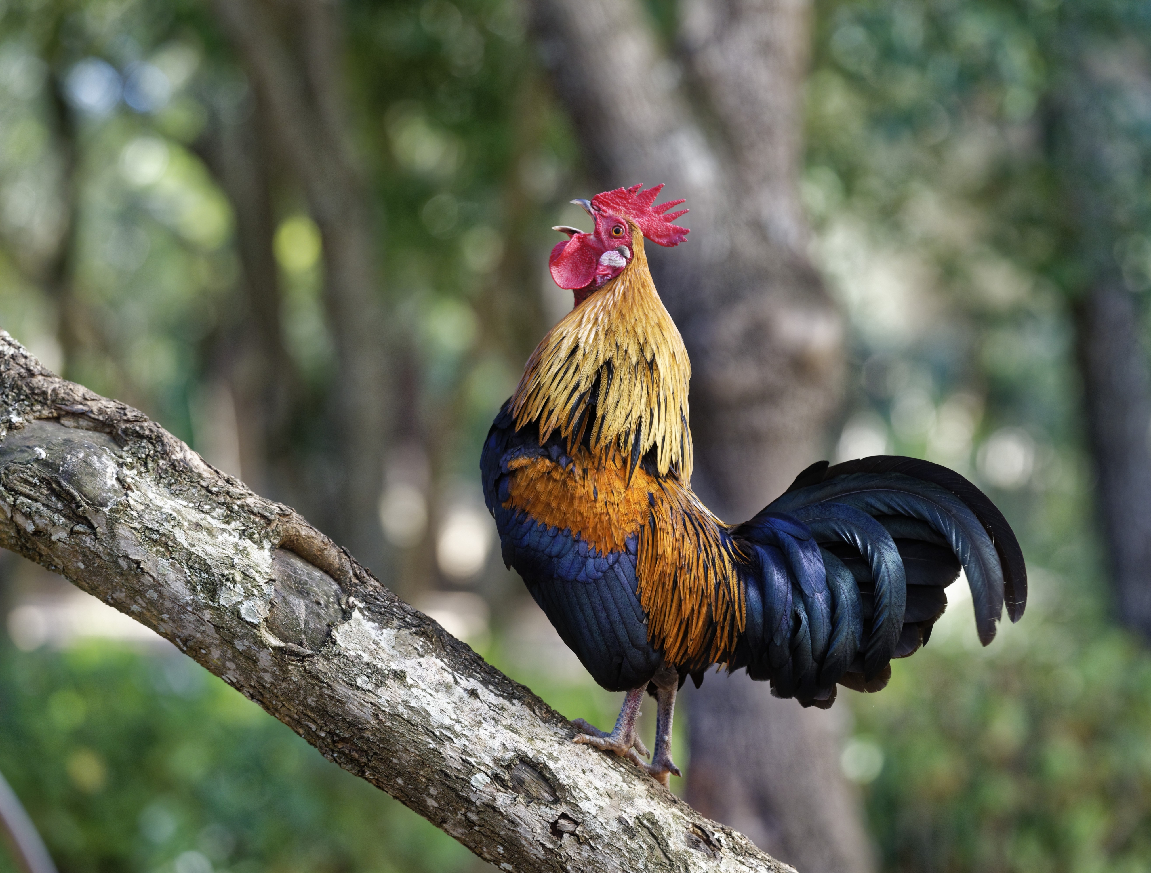 A male red junglefowl in a tree