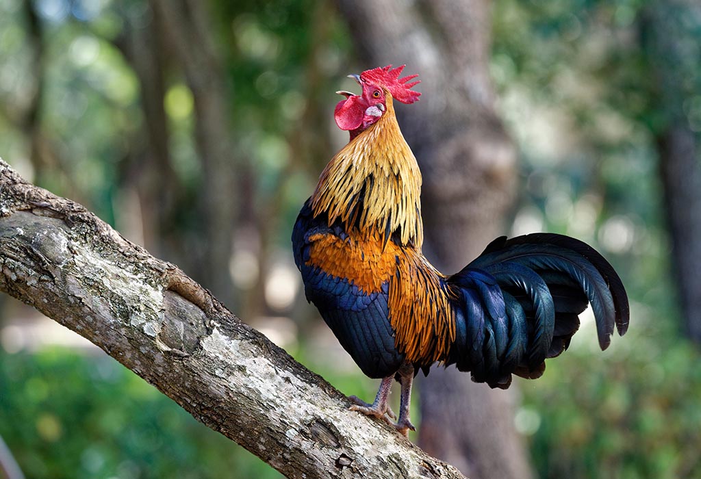 A male red junglefowl in a tree