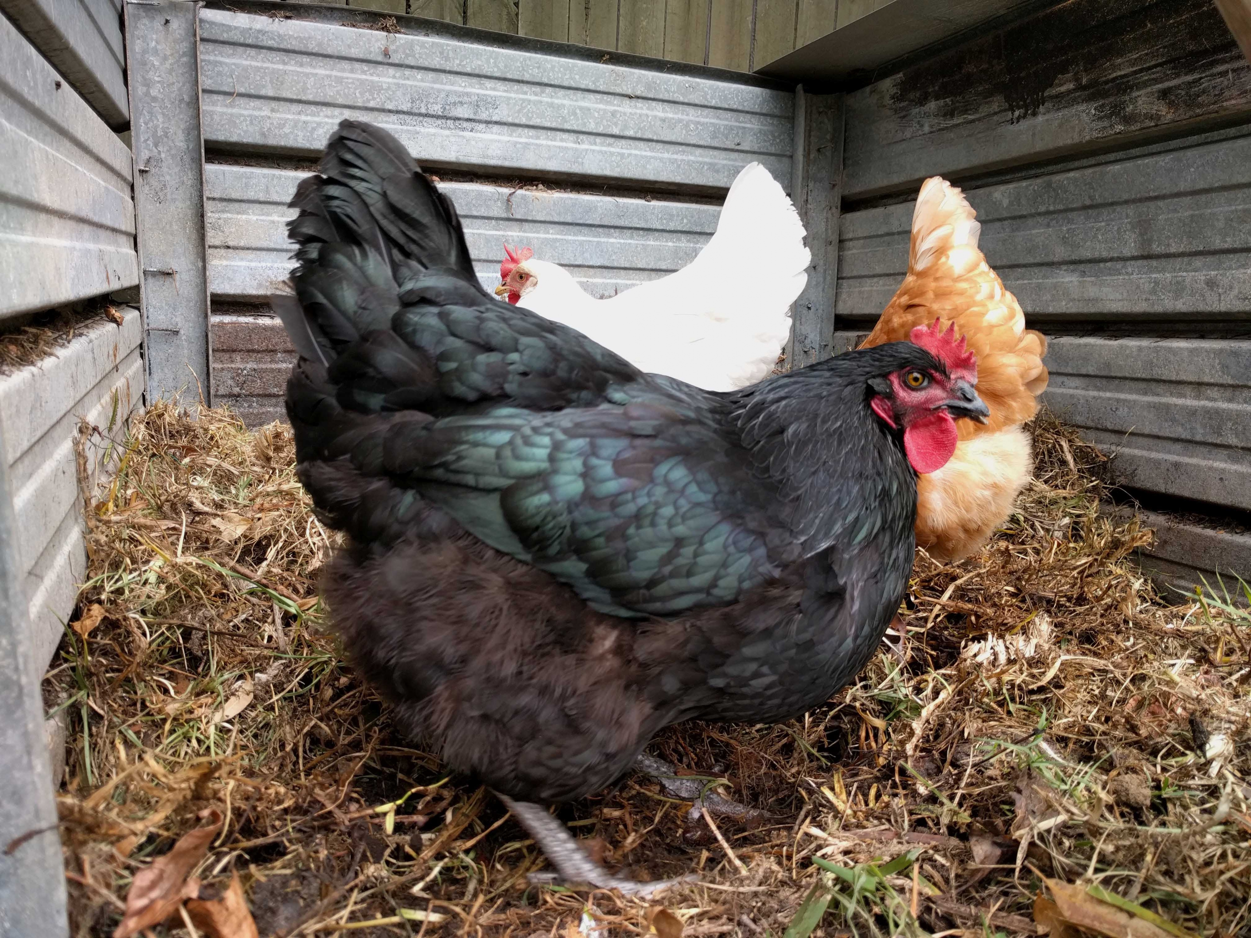Three chickens in a compost heap