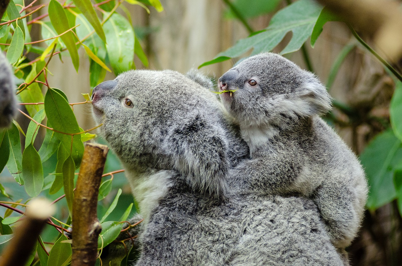 A female koala with her joey on her back