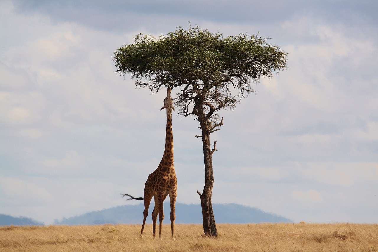 A giraffe reaching up to eat leaves from a tall tree