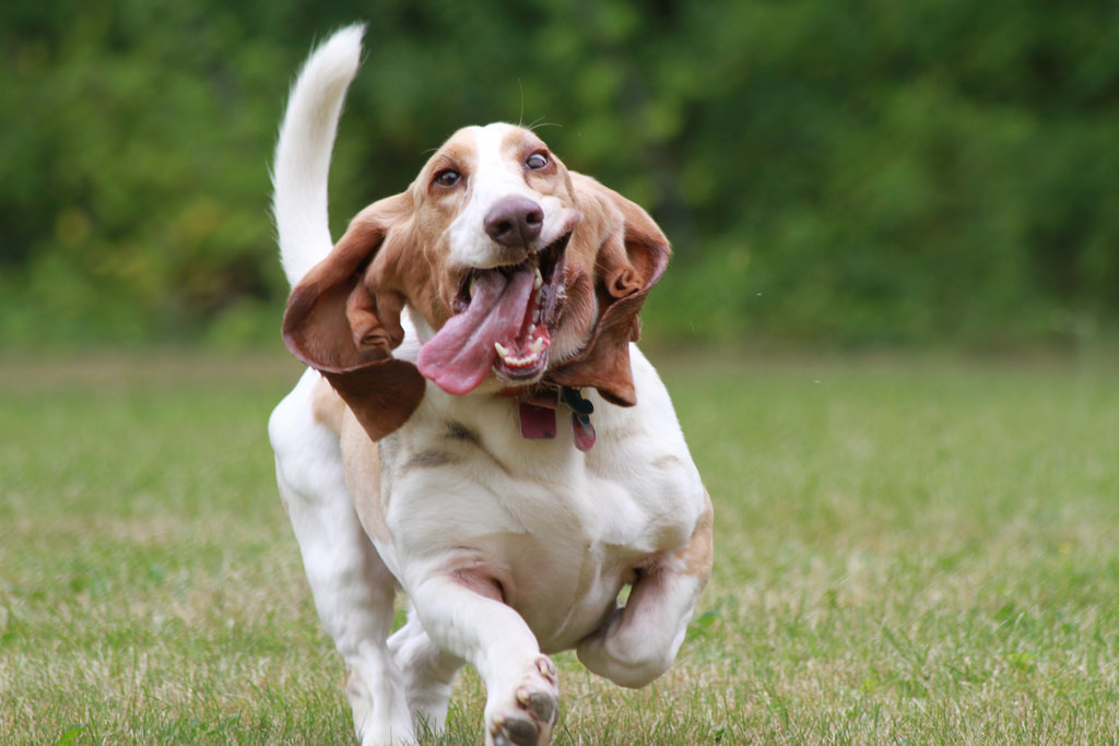 A basset hound running towards the camera, ears flapping majestically