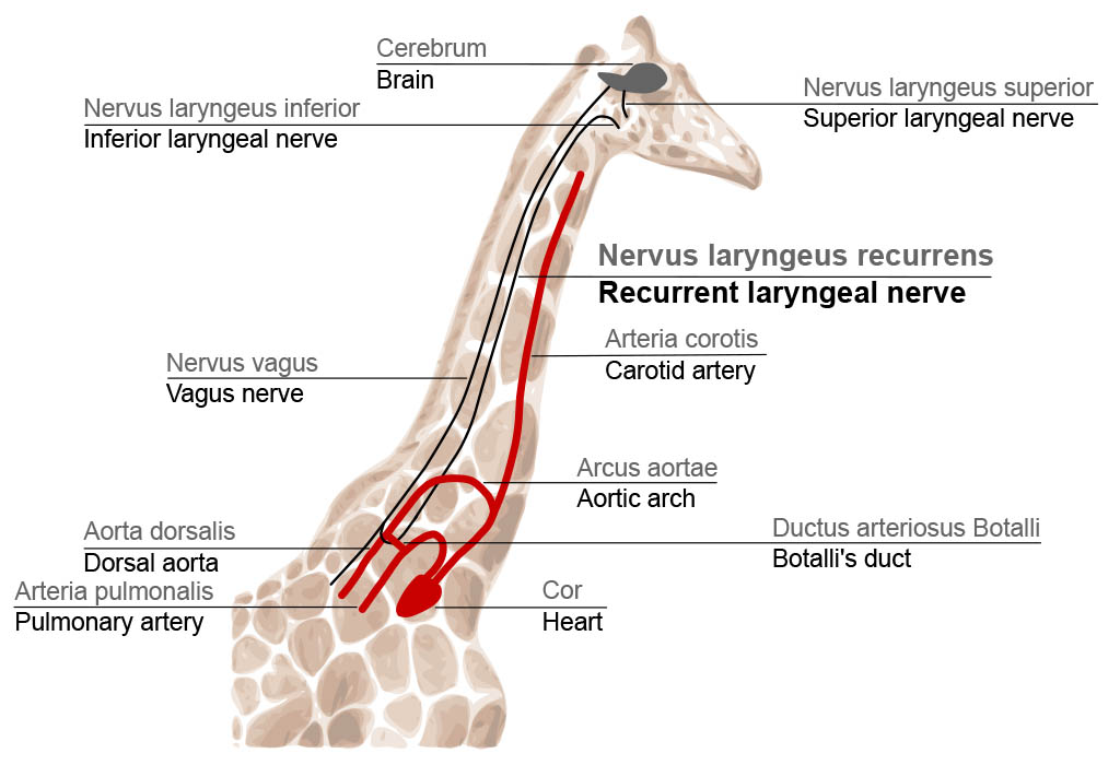 A diagram showing the route of the laryngeal and vagus nerves in a giraffe