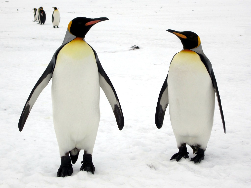 Two King penguins