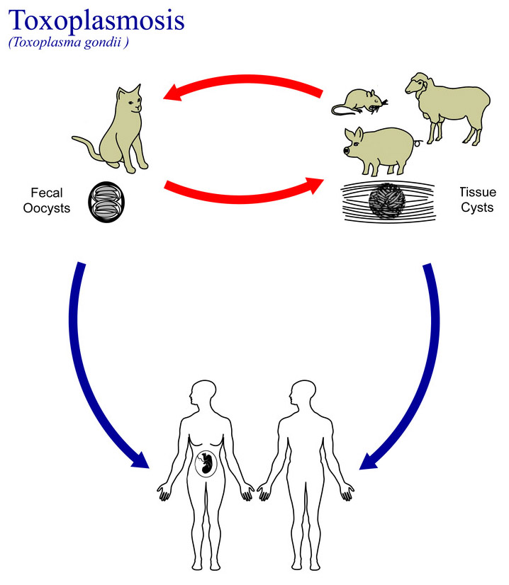 Toxoplasma gondii life cycle illustration