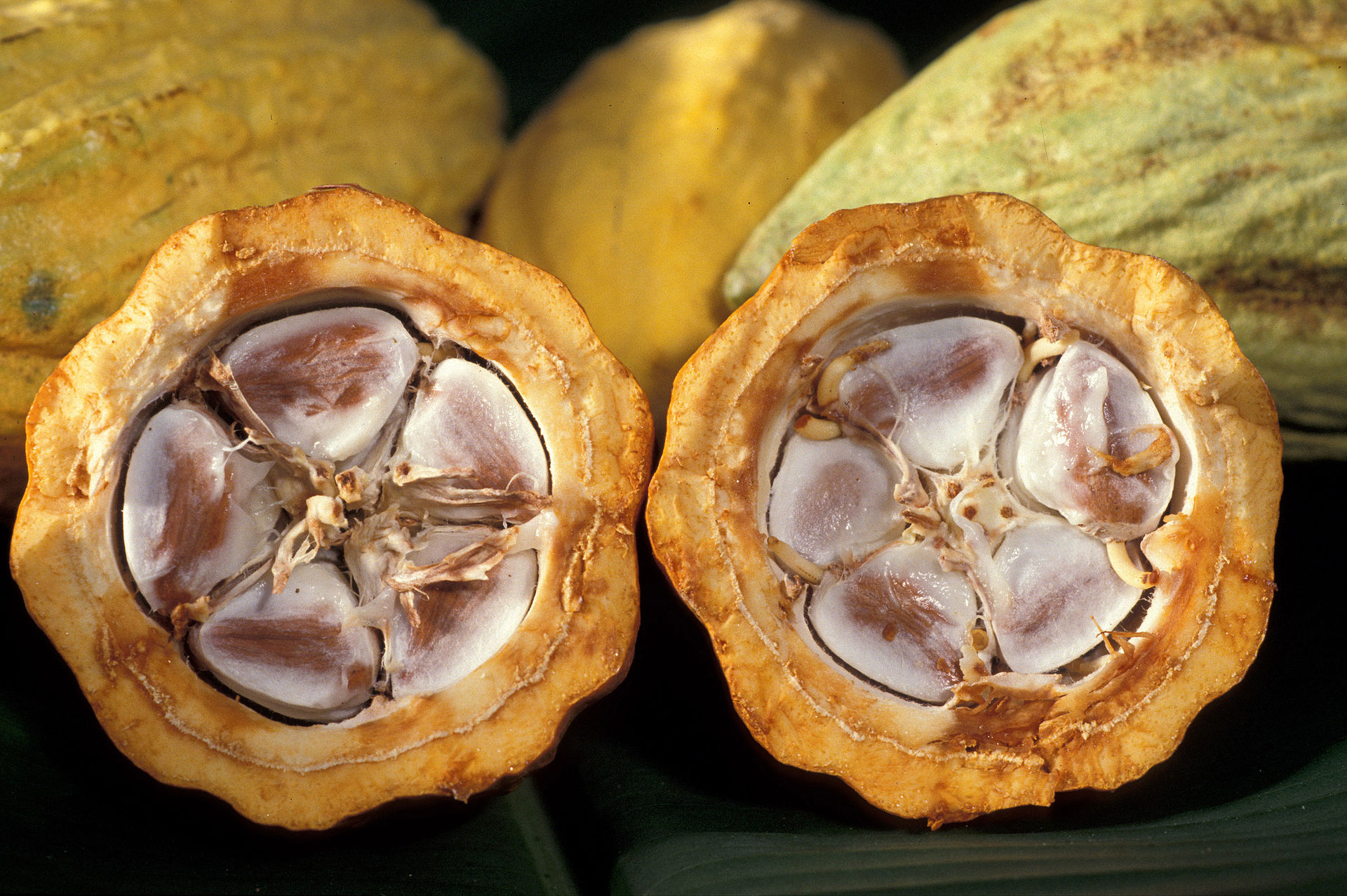 The inside of a cacao pod