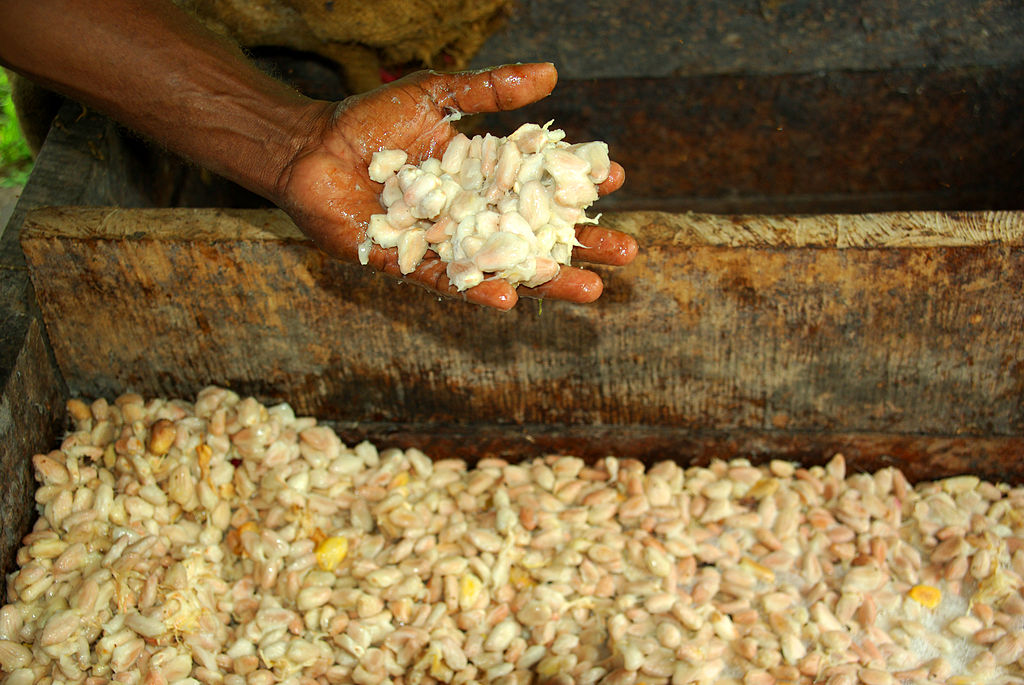 A farmer's hand holding fermenting cacao beans