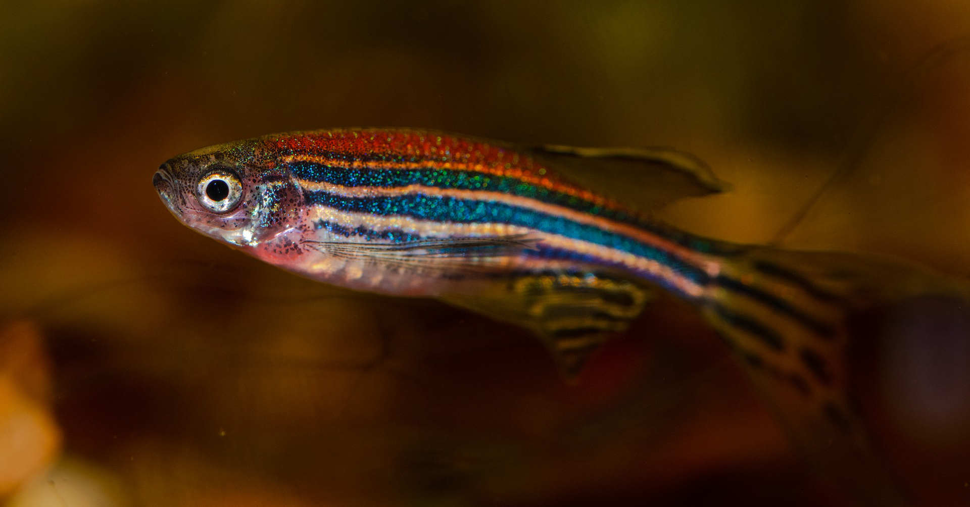 Zebrafish