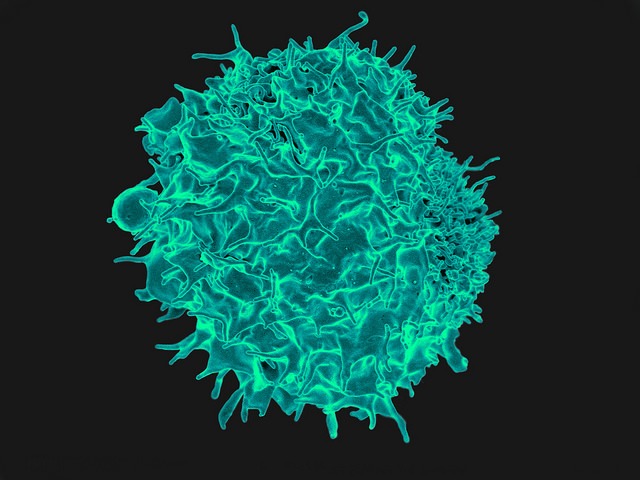A colourised electron micrograph image of a T-cell, one of the body's defences against EBV.