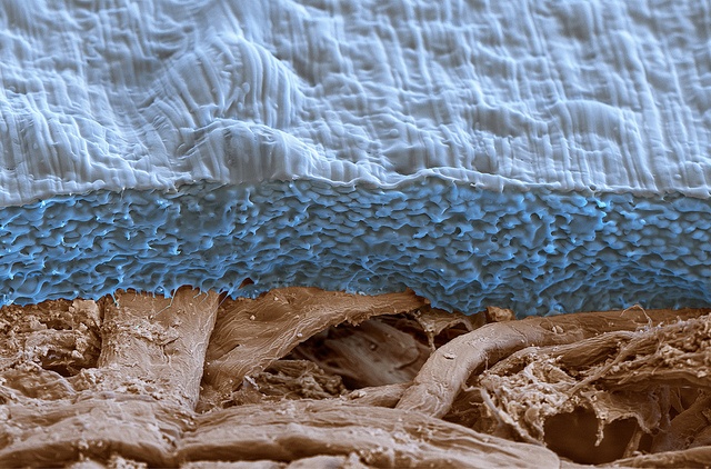 An electron microscope image of a biodegradable alternative to polyethylene.