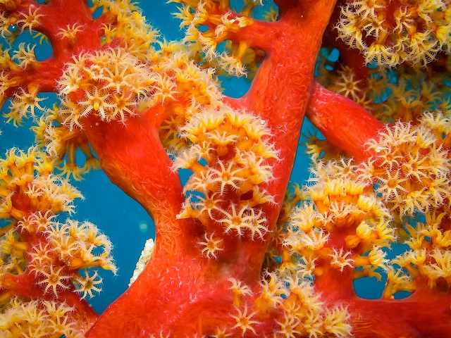 Soft coral in the Great Barrier Reef