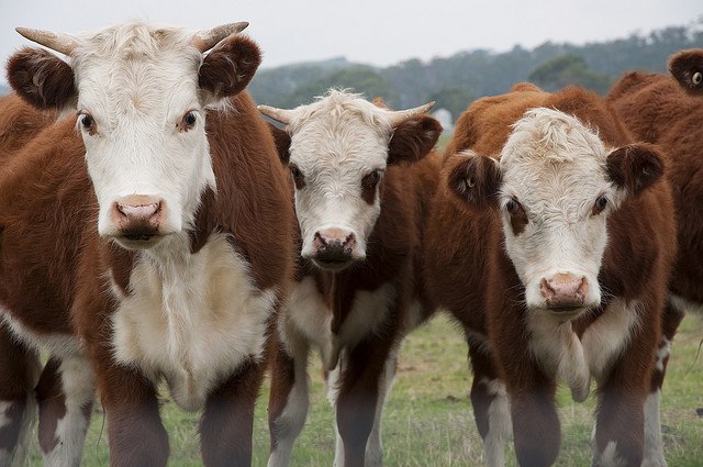 Cows in a field 