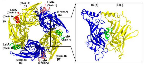 Top view of conotoxin LsIA binding to a receptor. Image from a paper by Wen, Adams and Hung in the journal Marine Drugs.