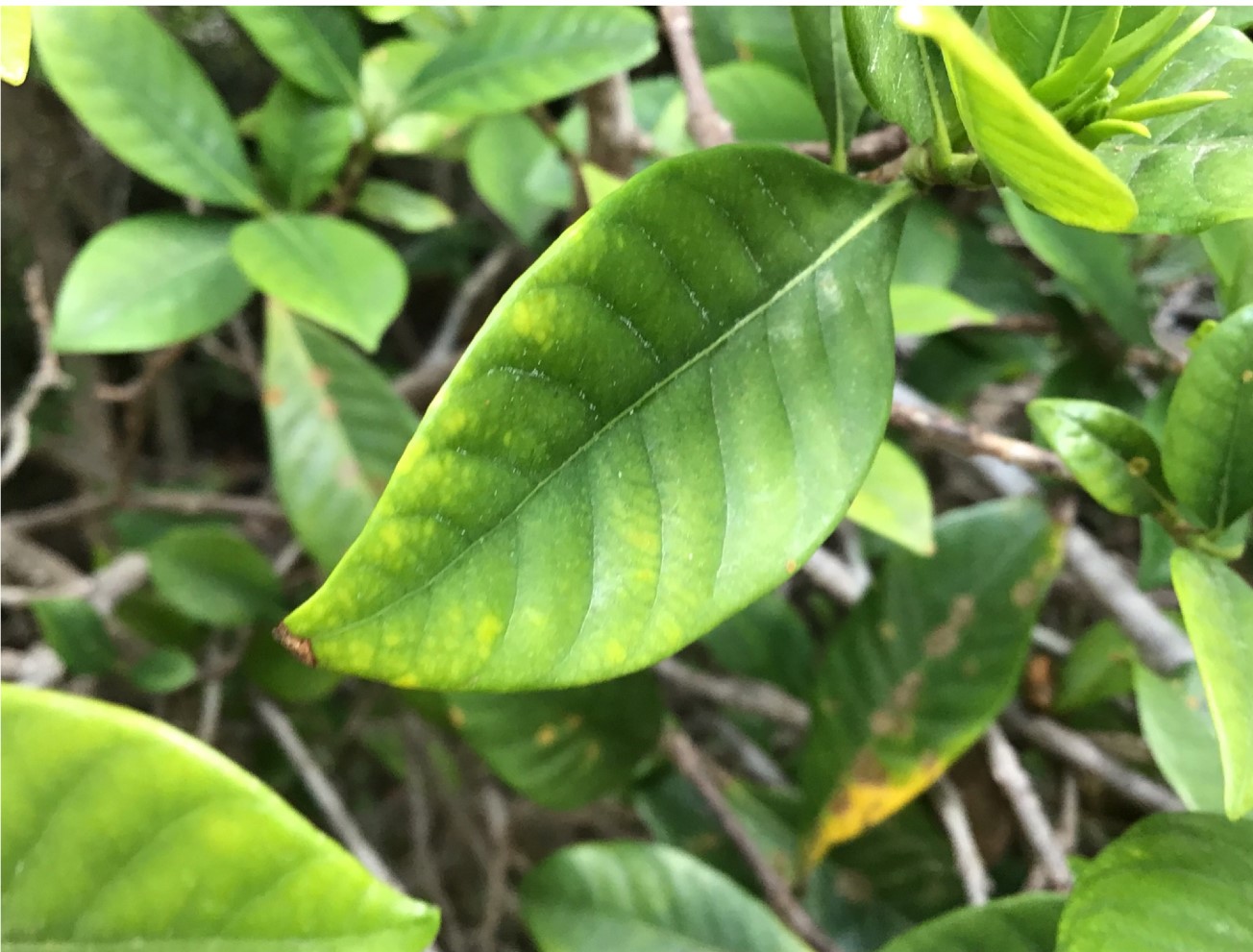 Name: Karina. Prize: Shortlist. A leaf has an unique pattern of veins which are running parallel to each other. It is divided into half by a central stem and there are ten equal spaces on either side. The central stem and the veins form an acute angle throughout the leaf.