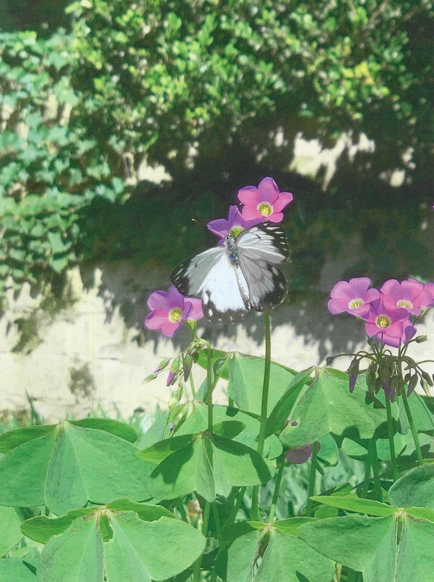 Name: Meike. Prize: Shortlist. This butterfly has one line of symmetry where its body is. The butterfly has many patterns on its wings, which take up around 85% of itself. Some stalks of the flowers are parallel to each other and in the background the bricks tessellate.