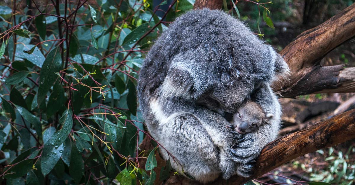 A koala holds her joey close